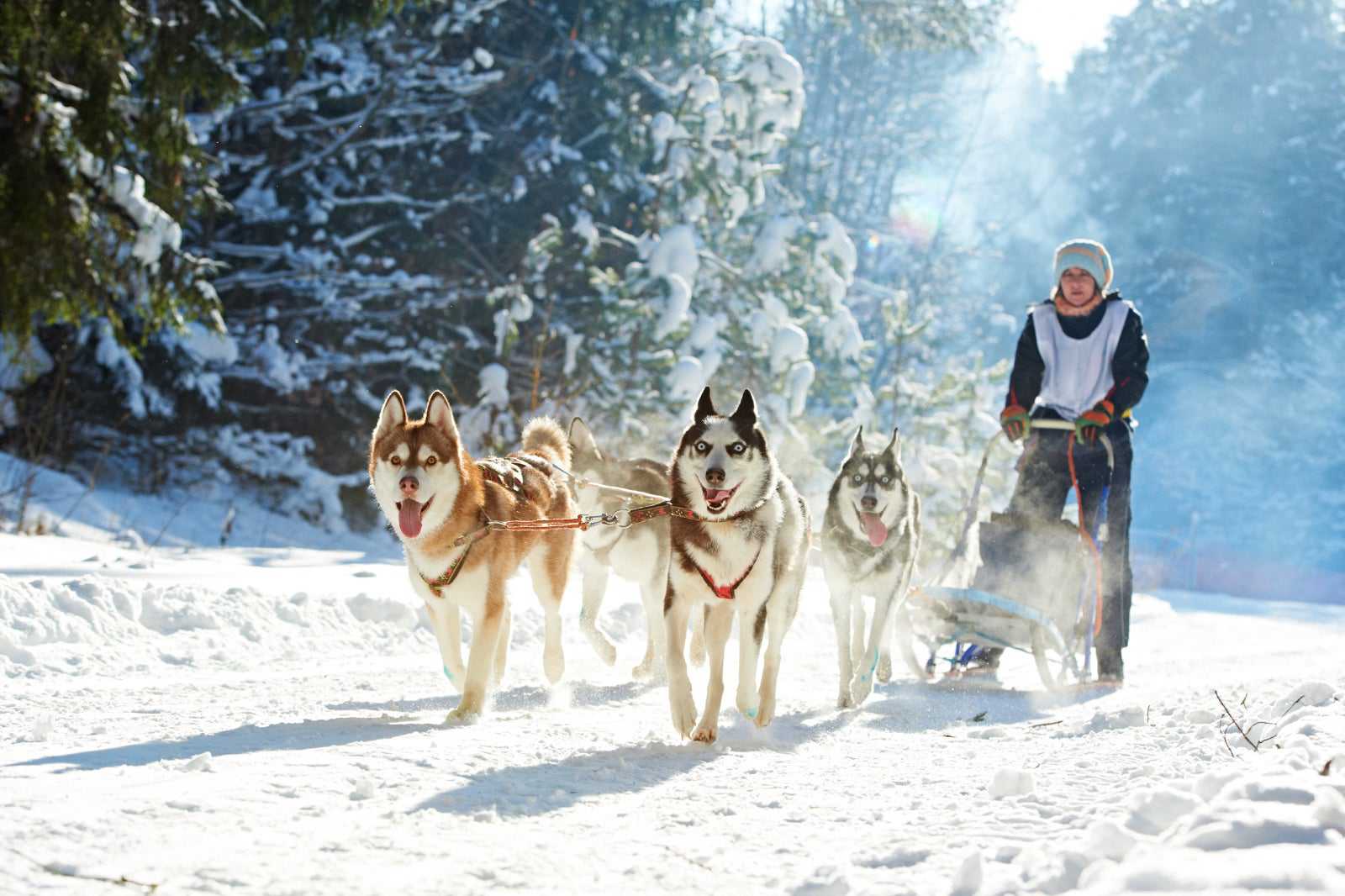 Try a dog sled adventure