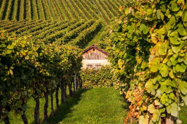 10 Best Wineries in Stuttgart