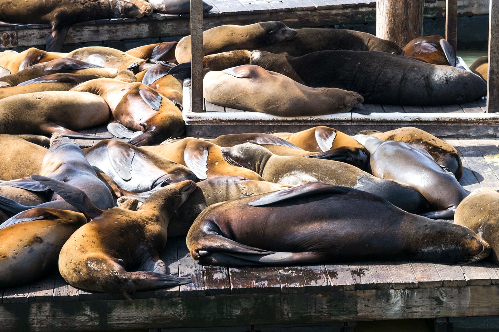 The Marine Mammal Centre in San Francisco - Explore the Life of Sea ...