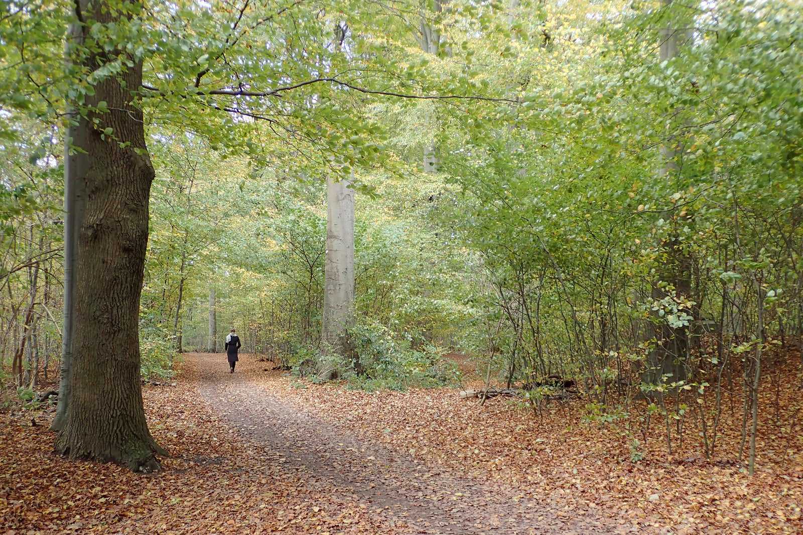 Go for a walk or jog in Riis Forest (Riis Skov)