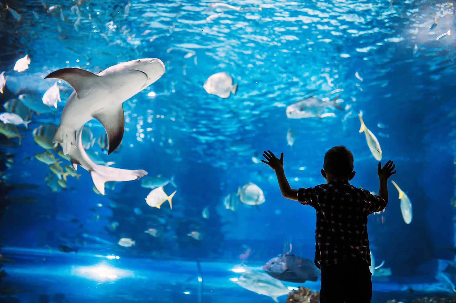 Blue Planet Aquarium
