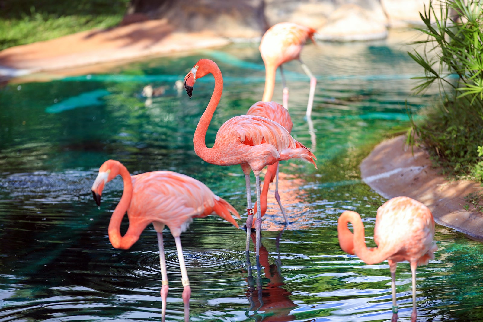 Honolulu Zoo - A 42-Acre Wildlife Sanctuary in Waikiki - Go Guides