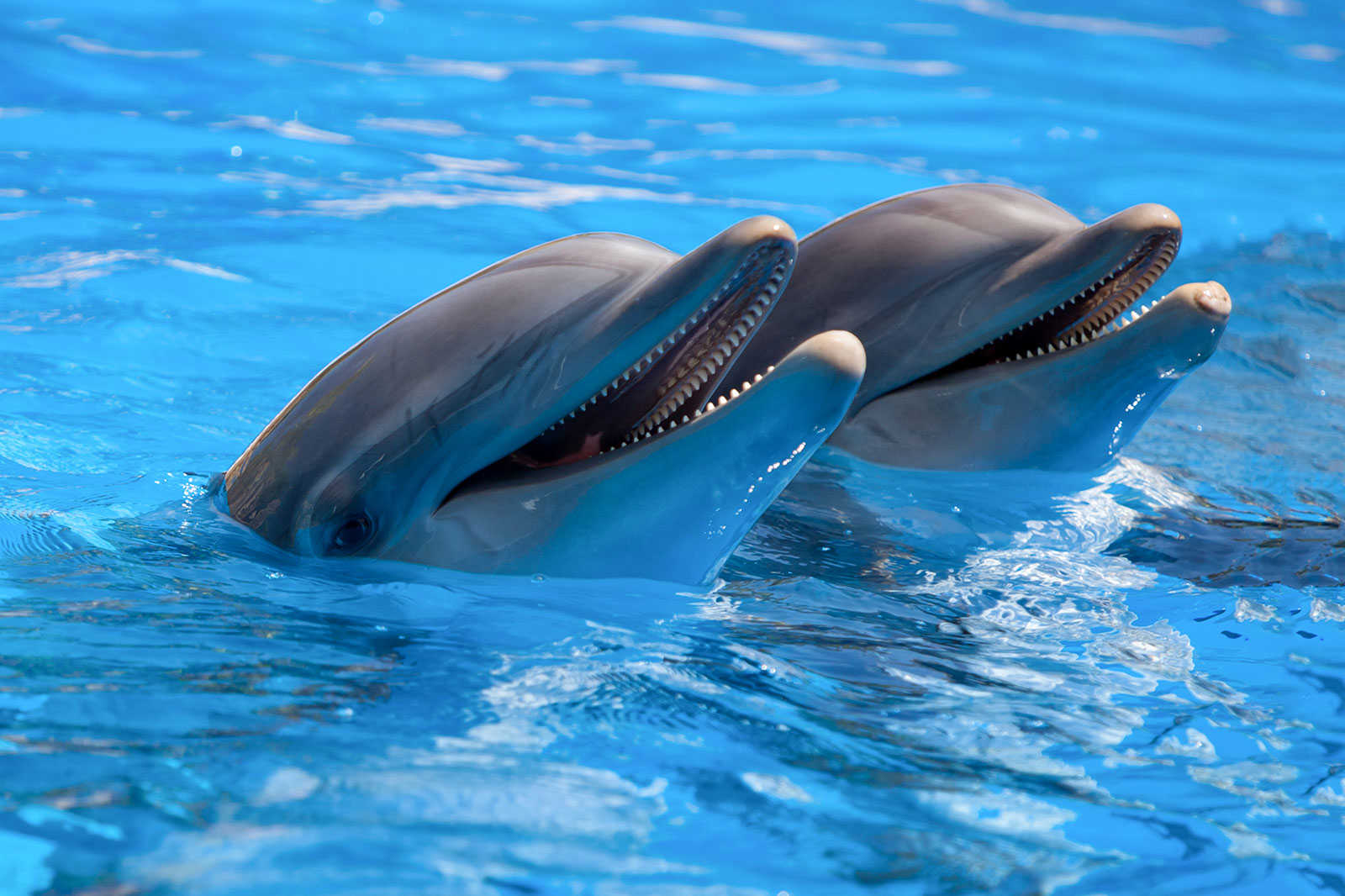 Haichang Ocean Park