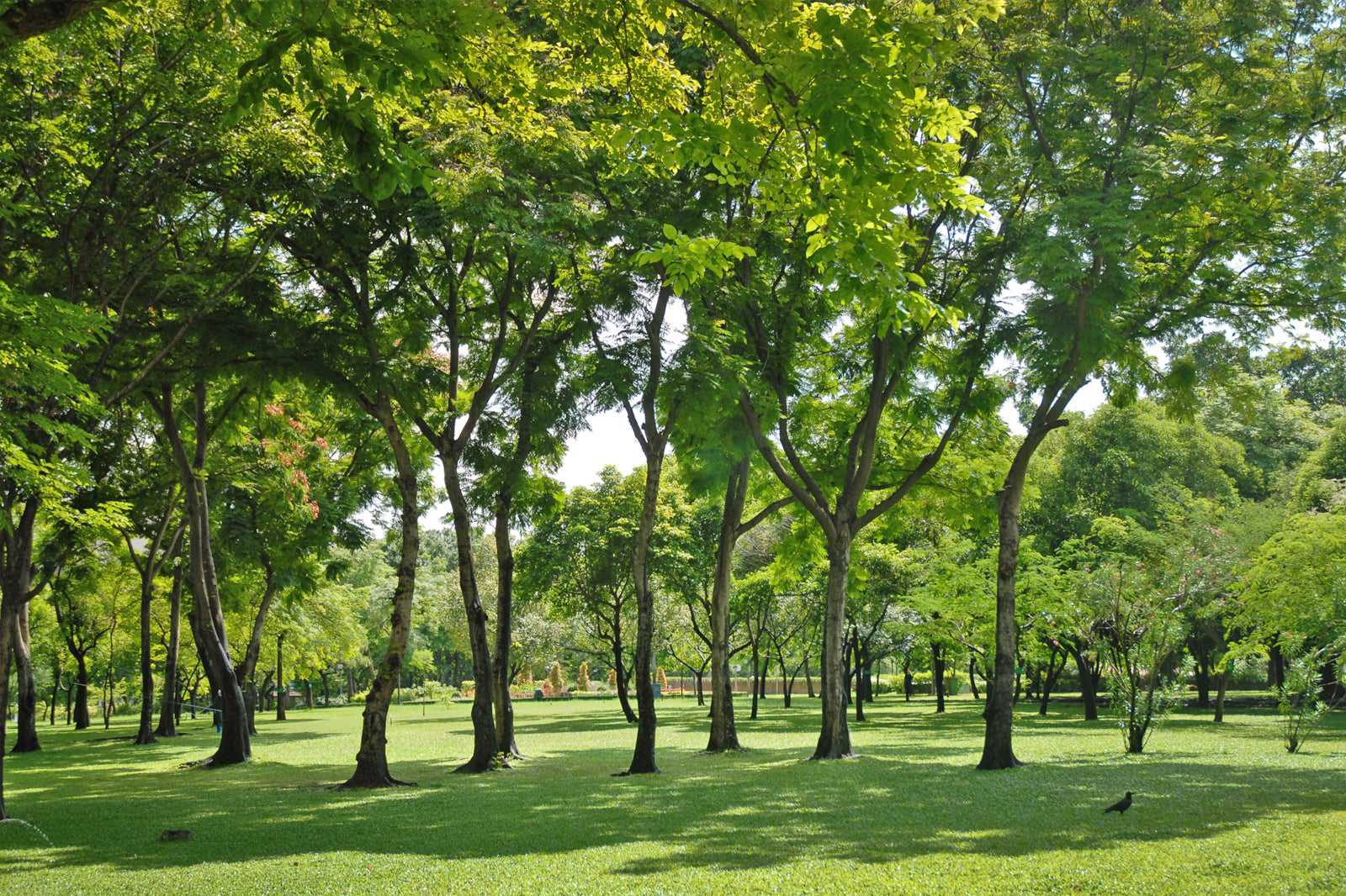 Romaneenart Park