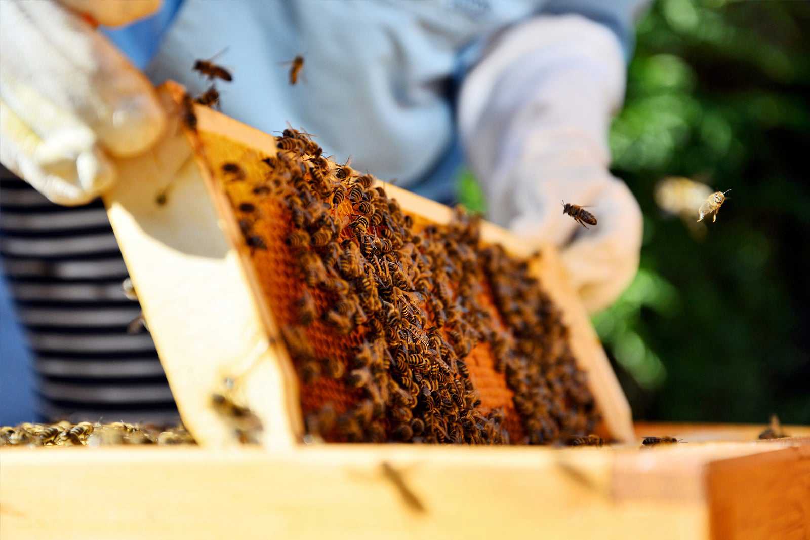 Beekeepers’ Collective Honey Factory
