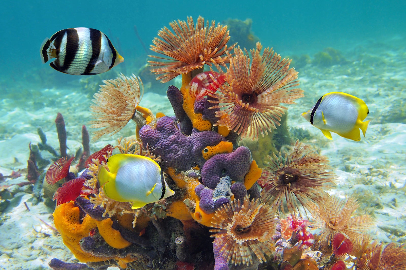 National SEA LIFE Centre Birmingham - Home To The UK’s Only 360-Degree ...