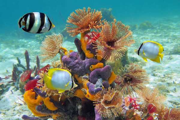 National SEA LIFE Centre Birmingham