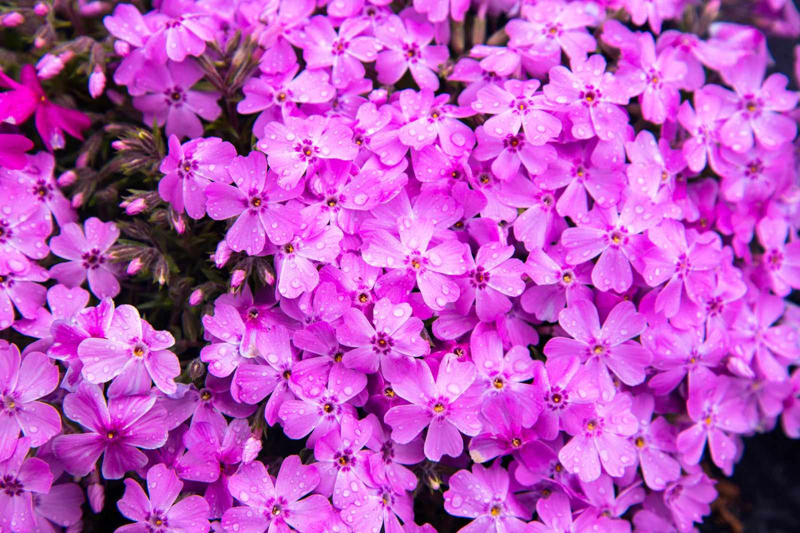 Hiroshima Botanical Garden