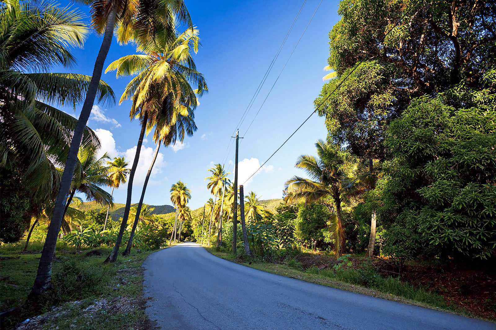Fig Tree Drive