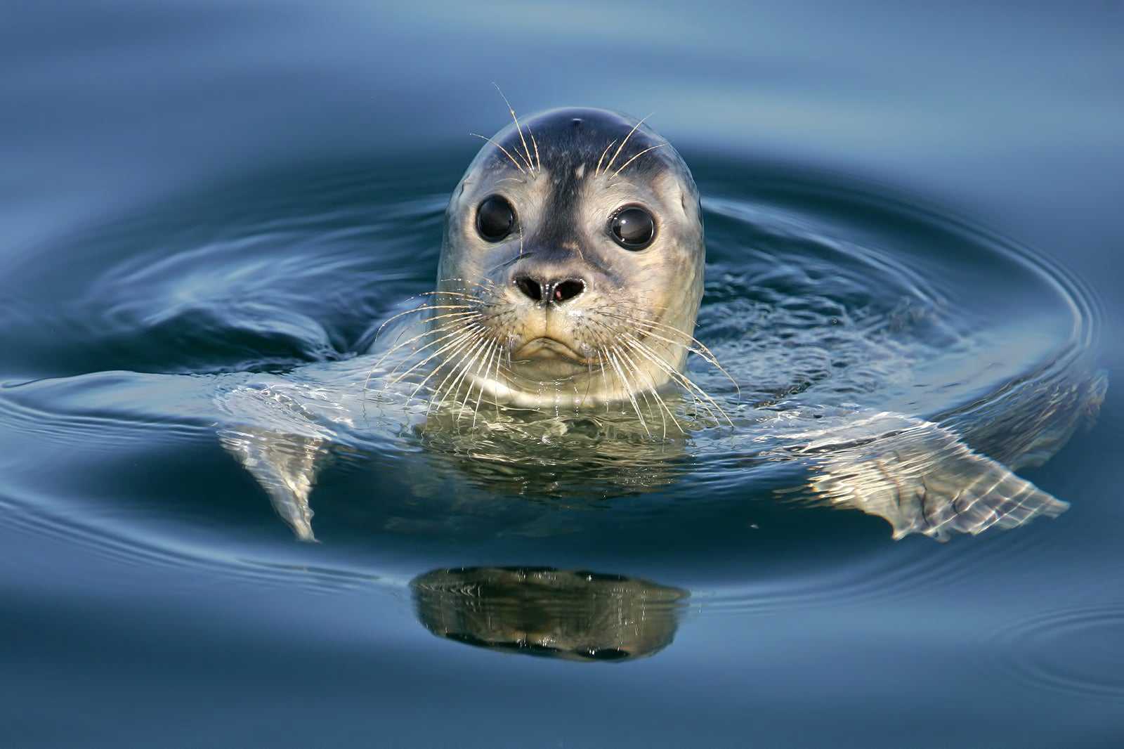 Natureland Seal Sanctuary
