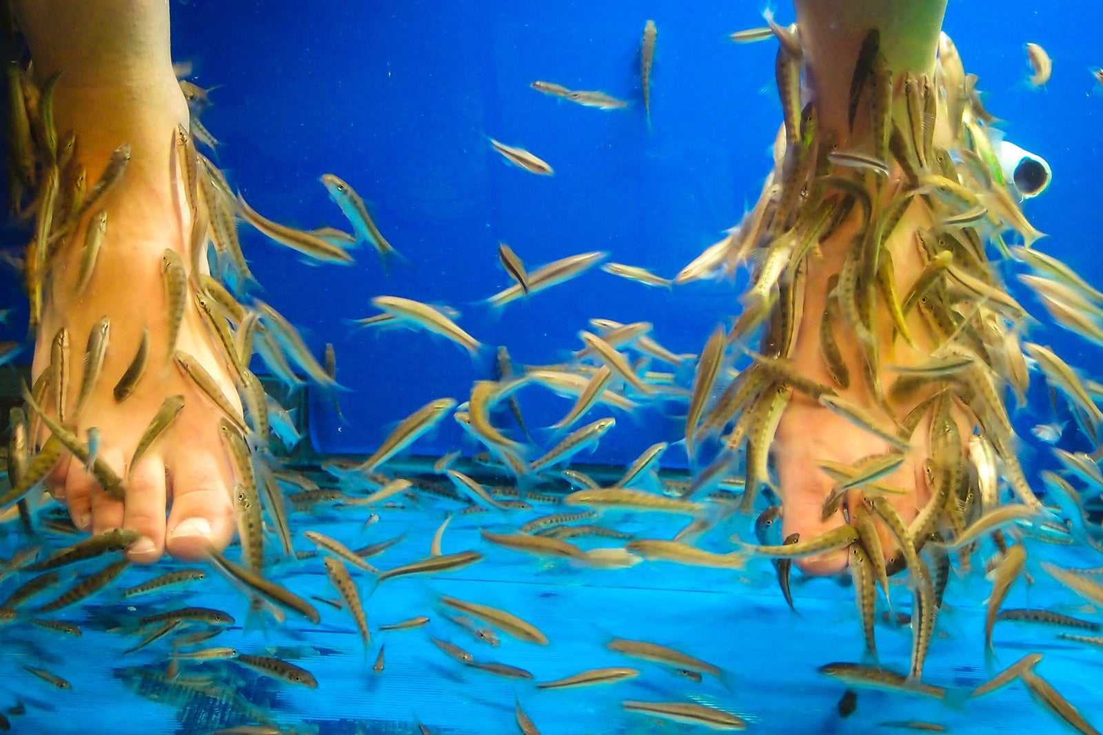 Siem Reap's fish spas