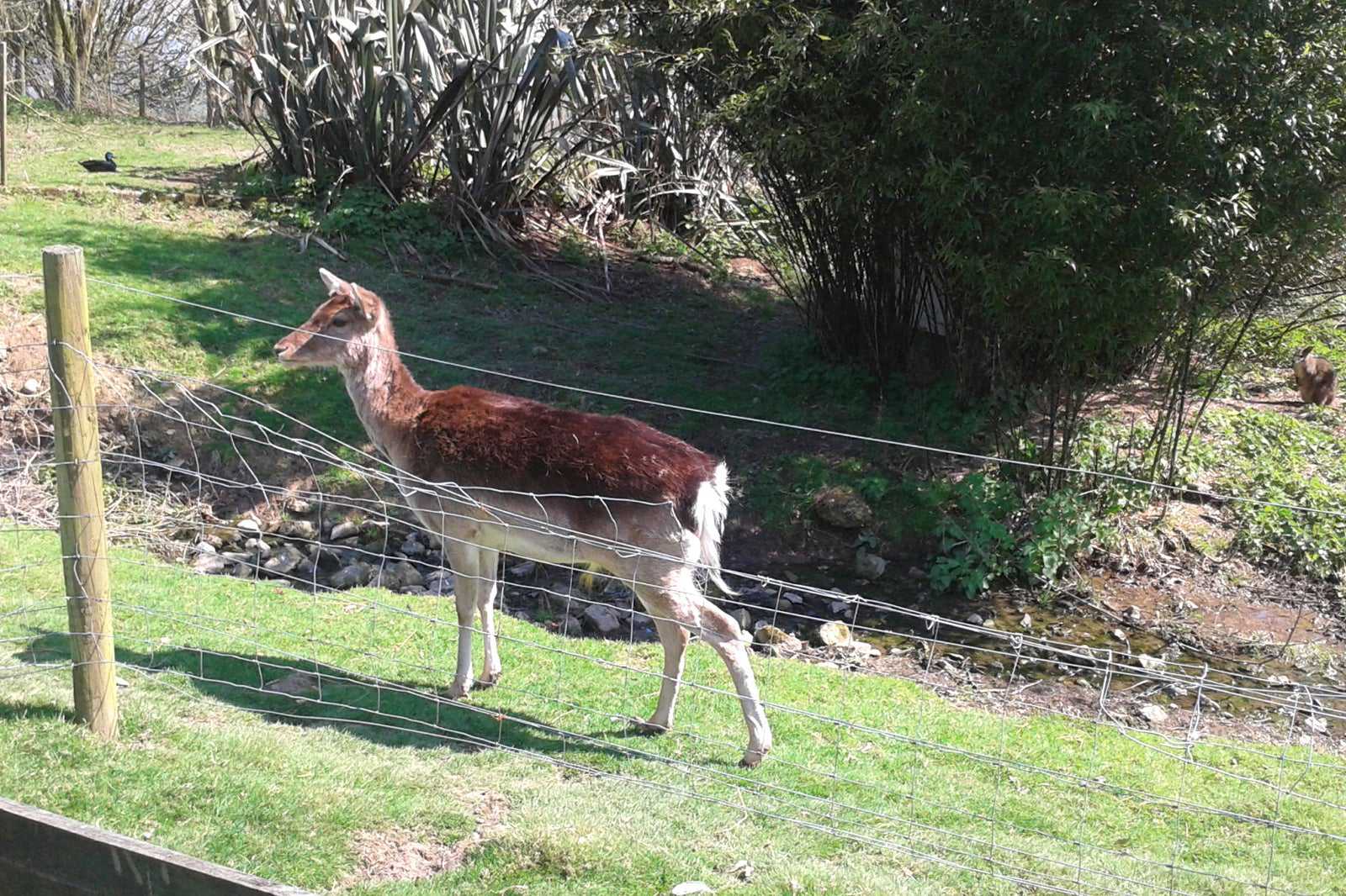 Dartmoor Zoo