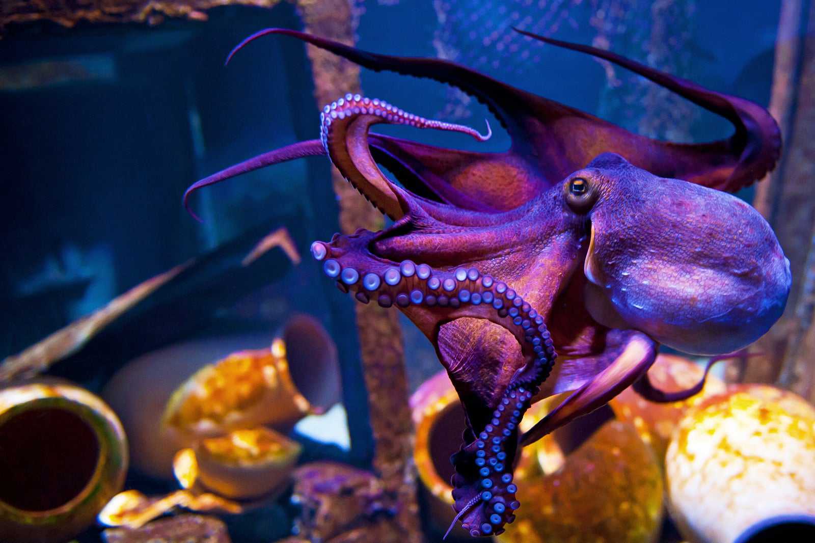 Aquaworld Aquarium & Reptile Rescue Centre