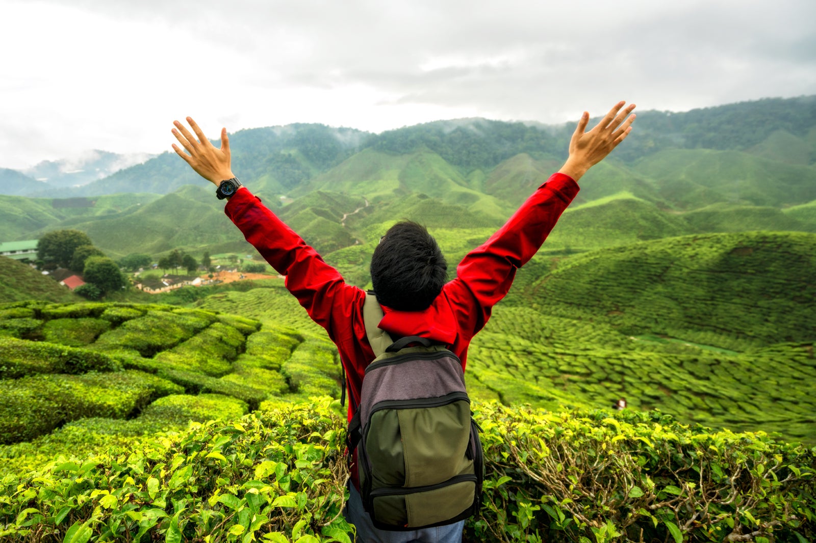10 Best Things To Do In Cameron Highlands What Is Cameron Highlands 