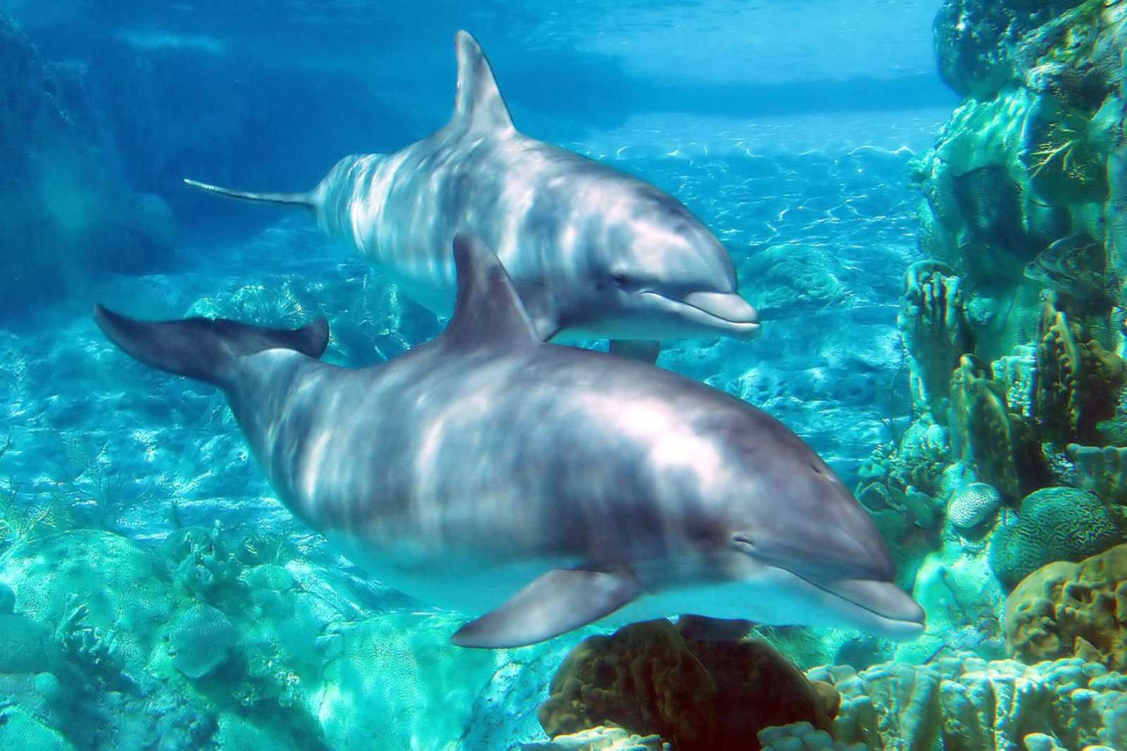 Acquario di Genoa