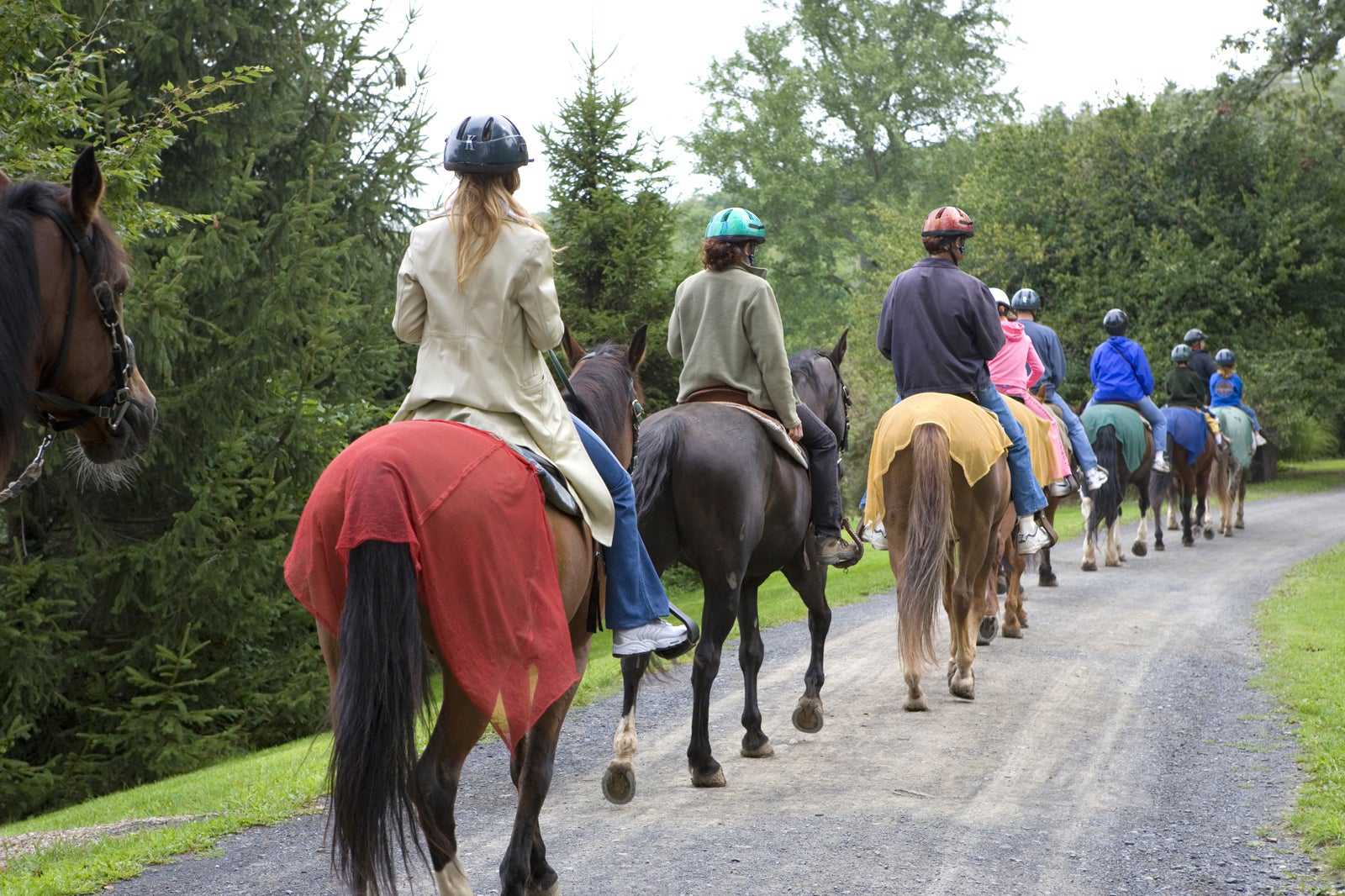 Amarillis Stable