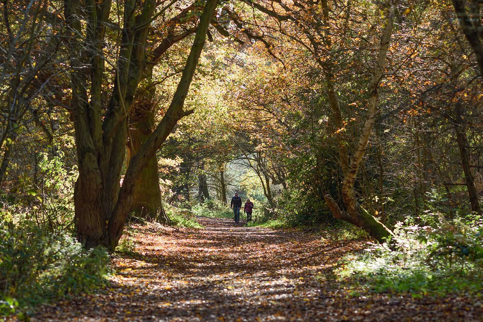 Sherwood Forest