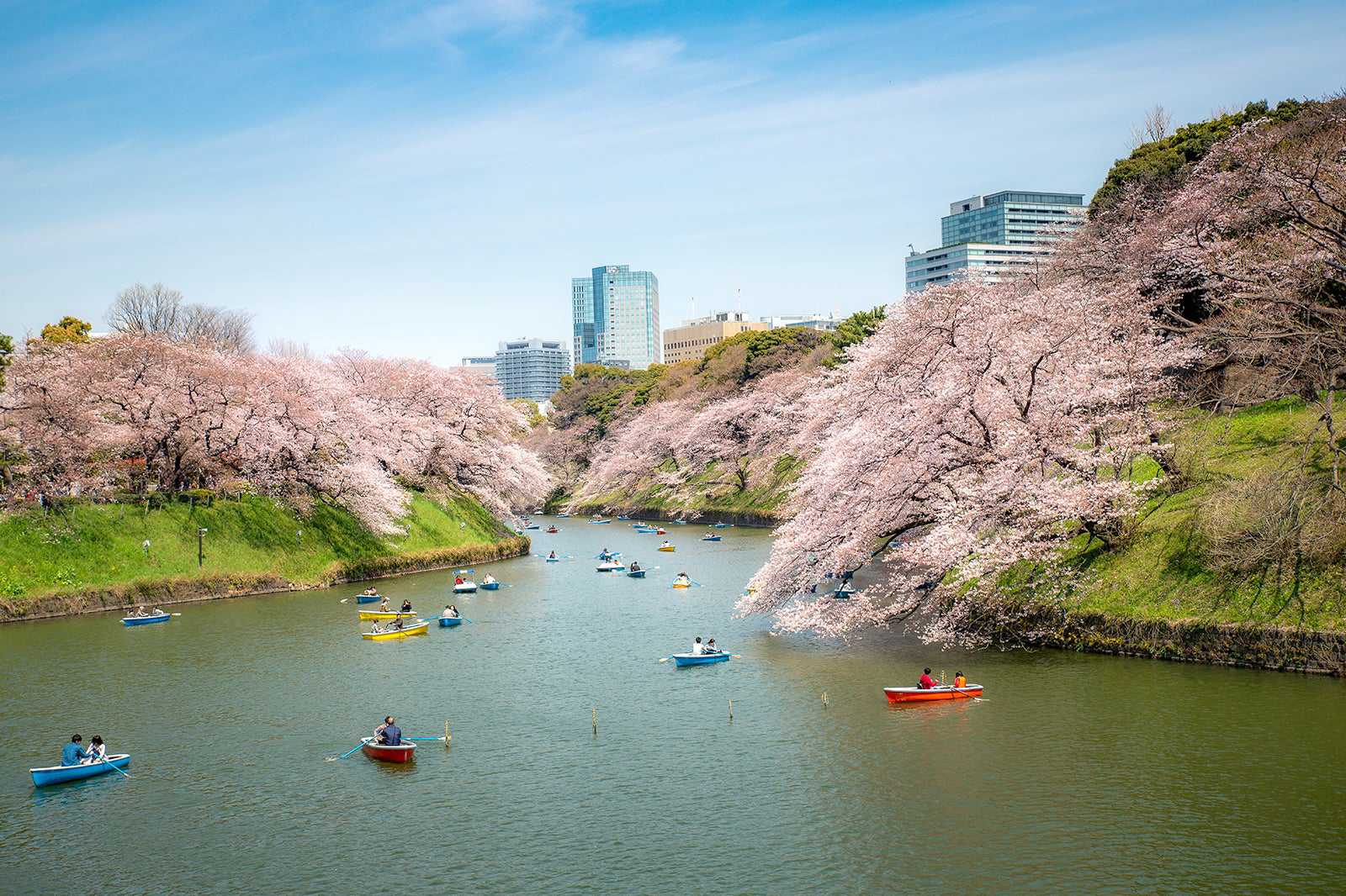 Cherry-blossom viewing