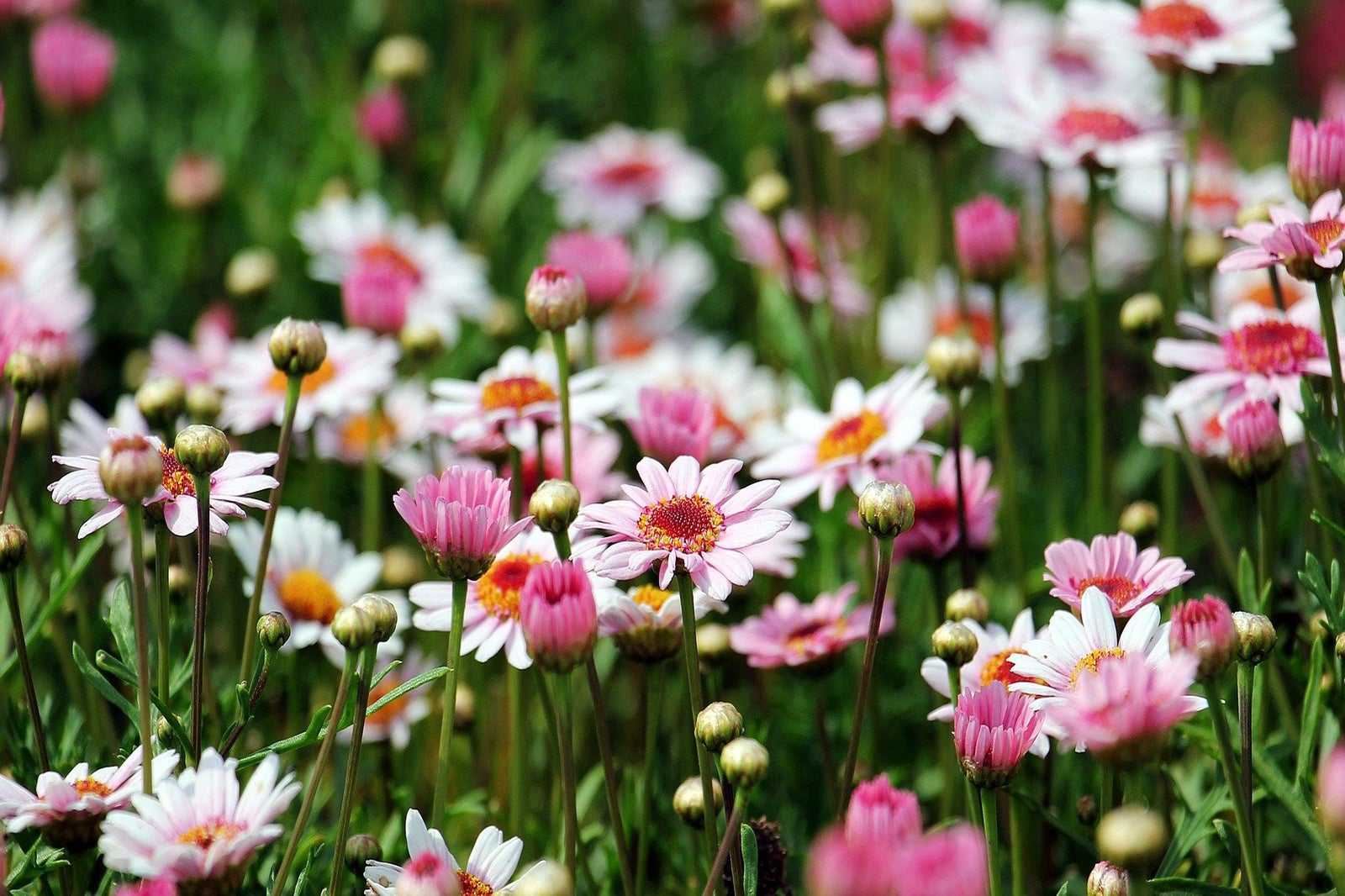 Duchy of Cornwall Nursery, Lostwithiel