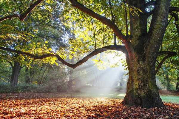 Moseley Bog in Birmingham