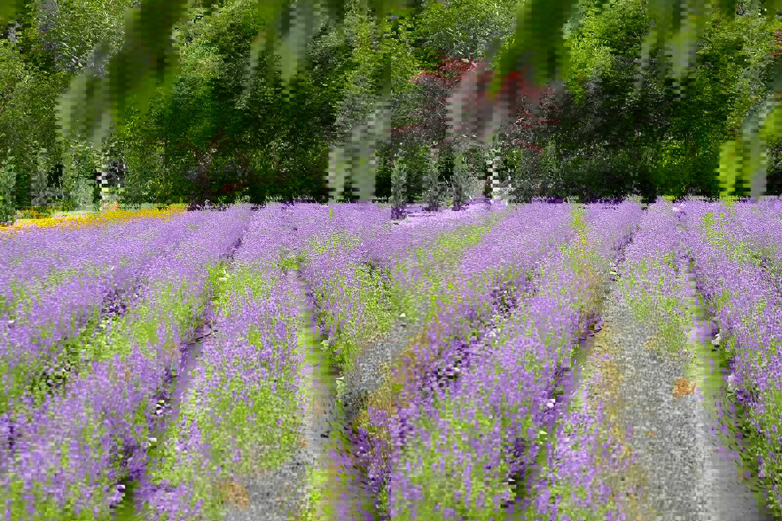 Hani Lavender Farm