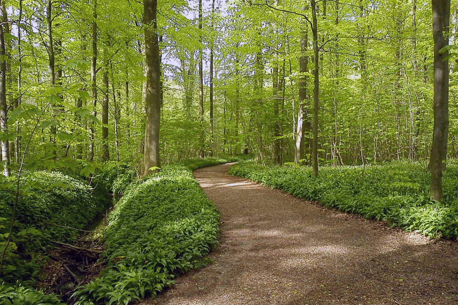 Riis Skov Forest