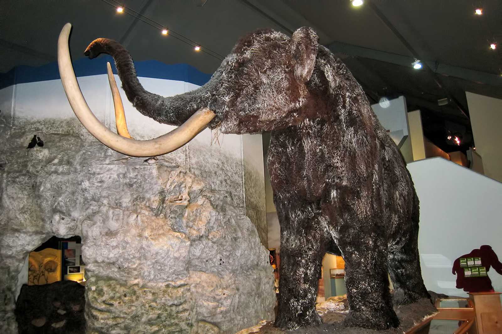 Hull & East Riding Museum