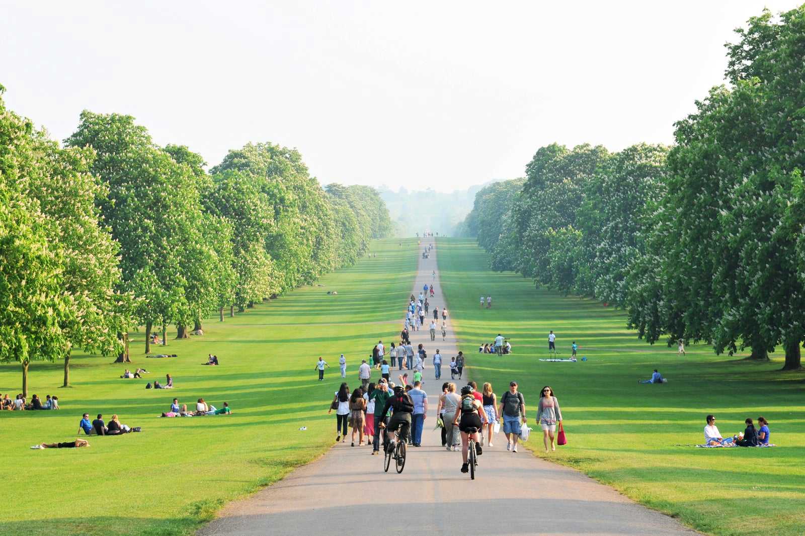 Windsor Great Park