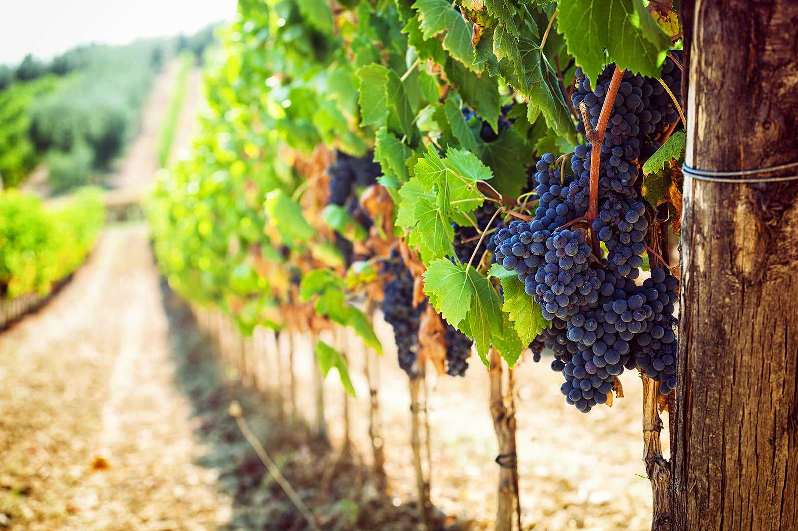 Greyfriars Vineyard