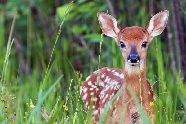 Marselisborg Deer Park (Marselisborg Dyrehave) in Aarhus