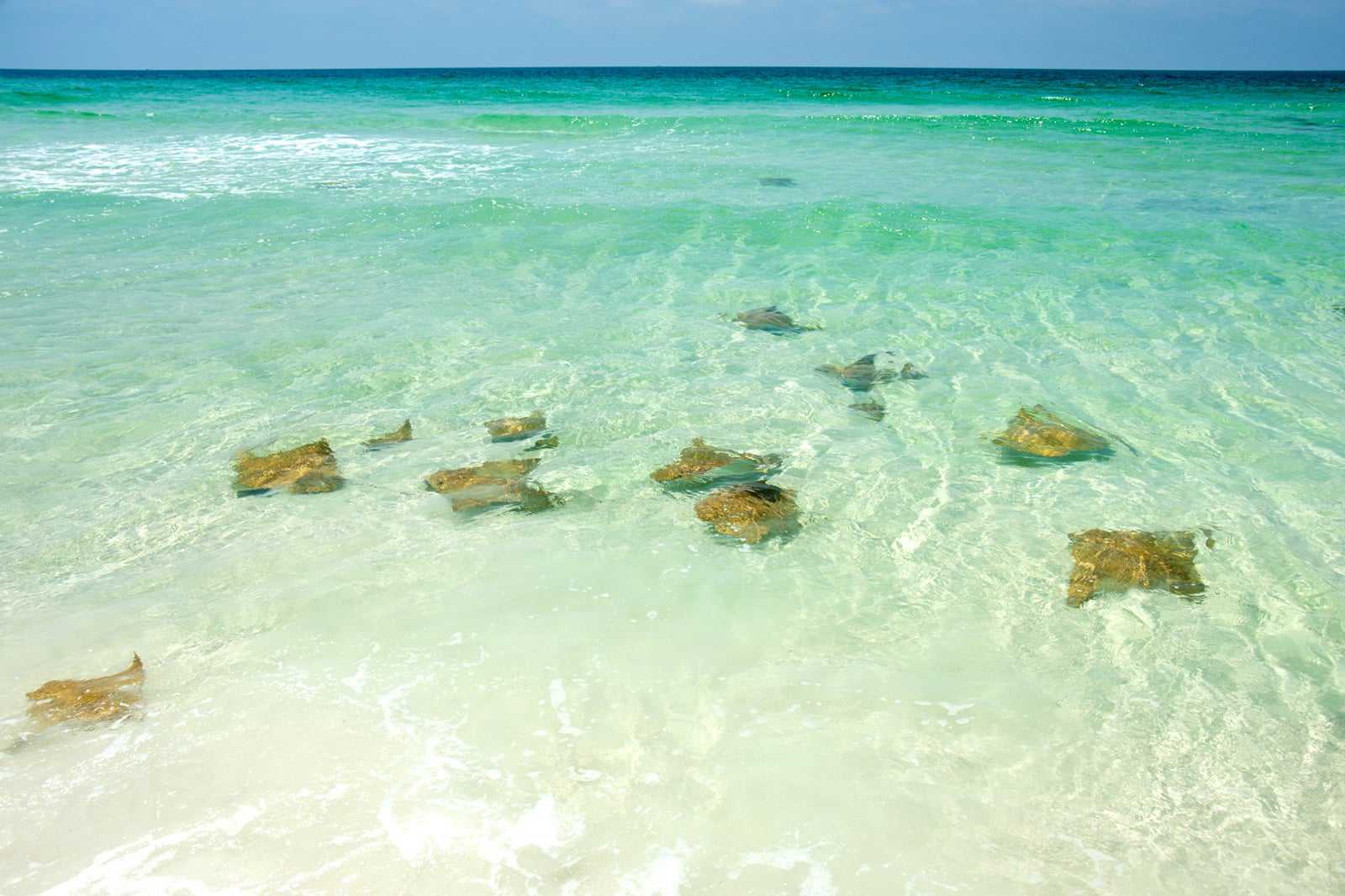 Stingray City