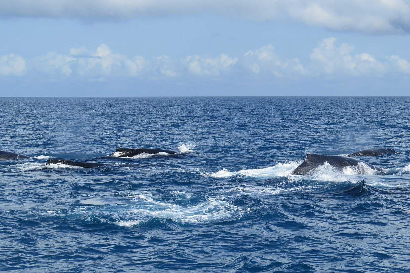 Observação de baleias jubarte