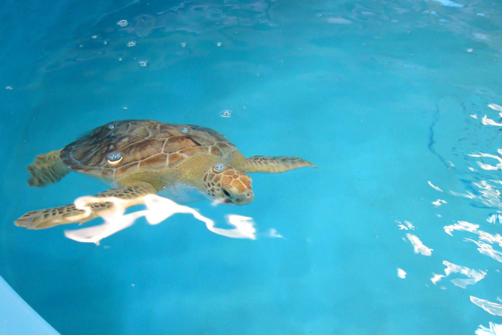 Georgia Sea Turtle Centre