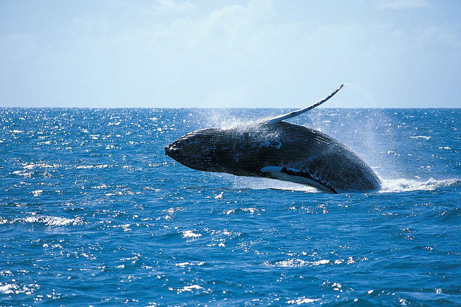 Whale watching cruises