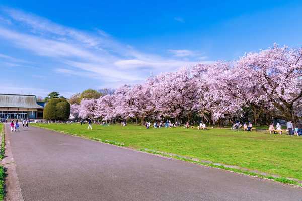 10 Best Cherry Blossom Spots in Tokyo