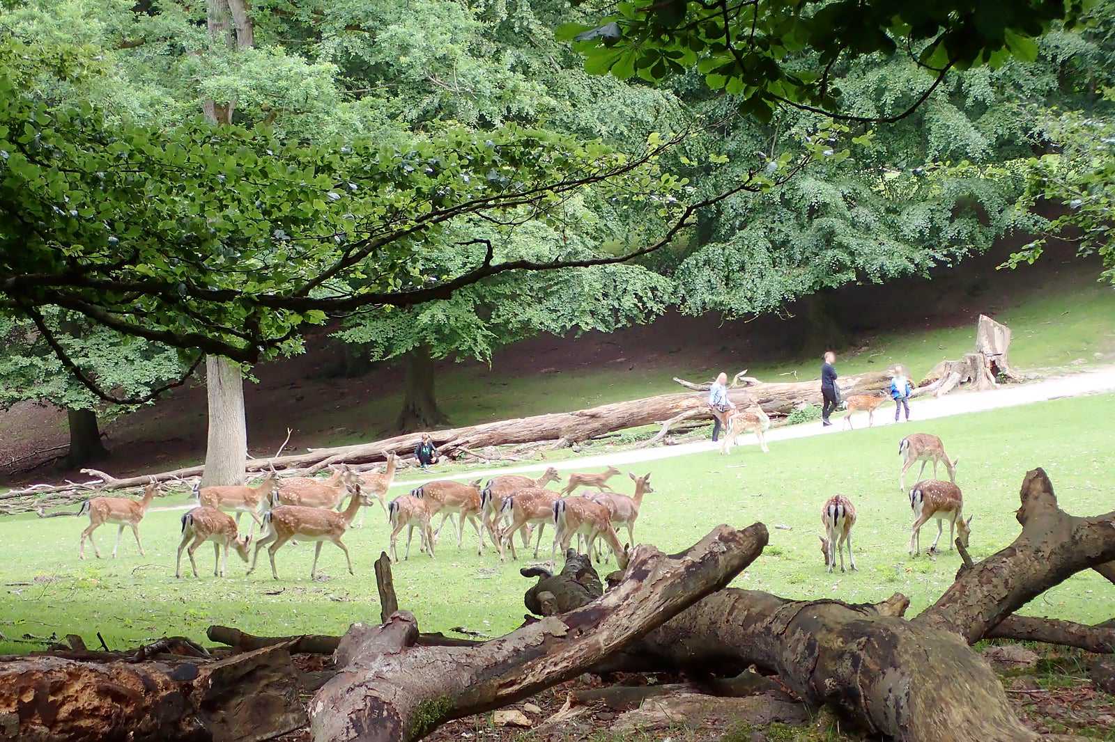 Marselisborg Deer Park (Marselisborg Dyrehave)