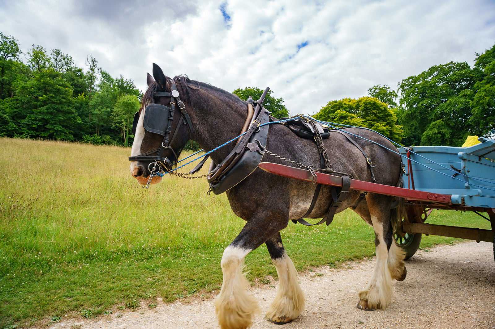 Weald & Downland Living Museum