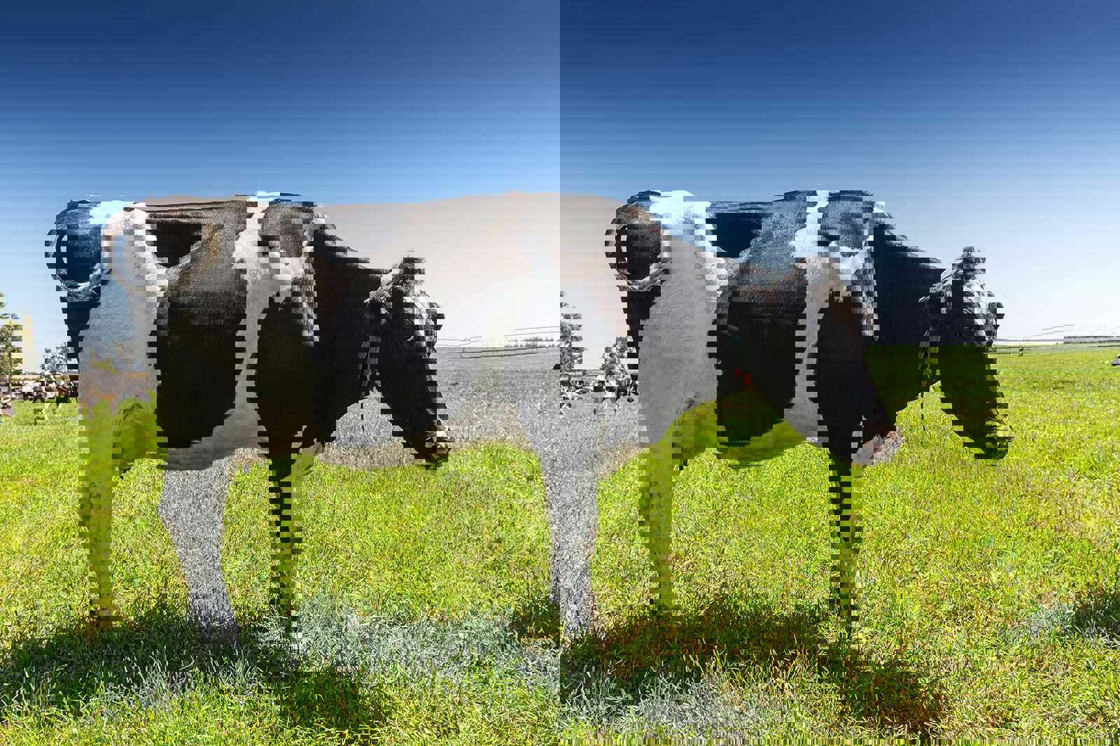 Bluebell Dairy