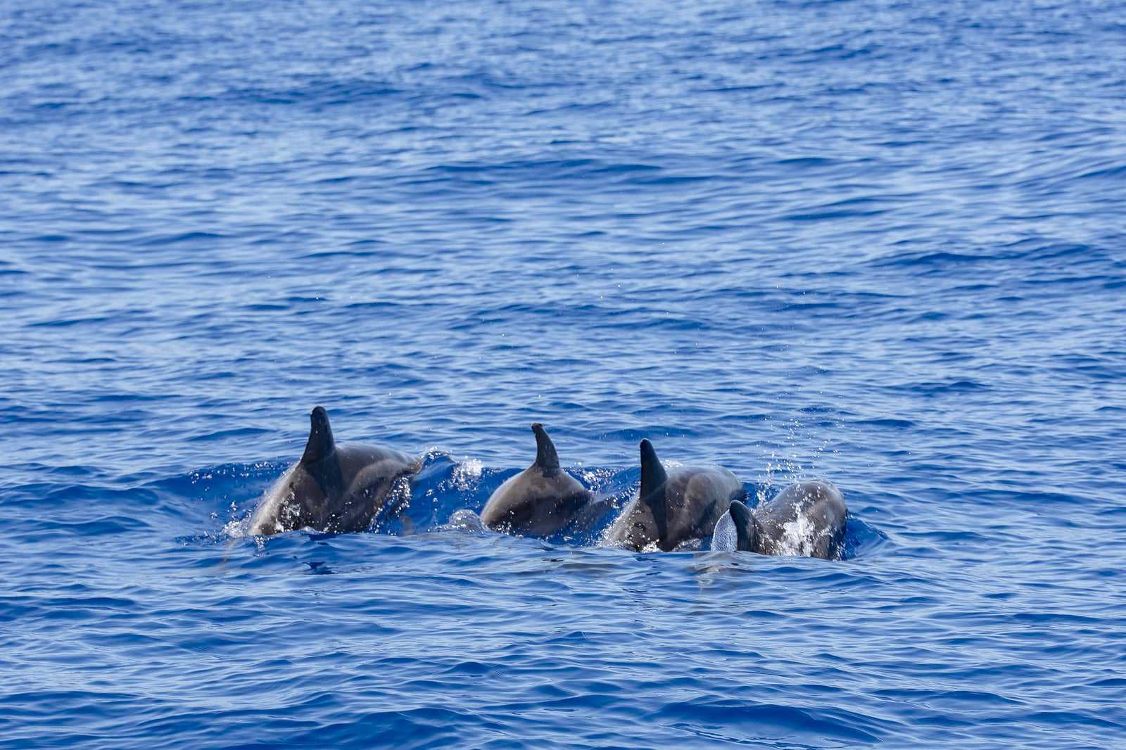 Join a dolphin watching trip