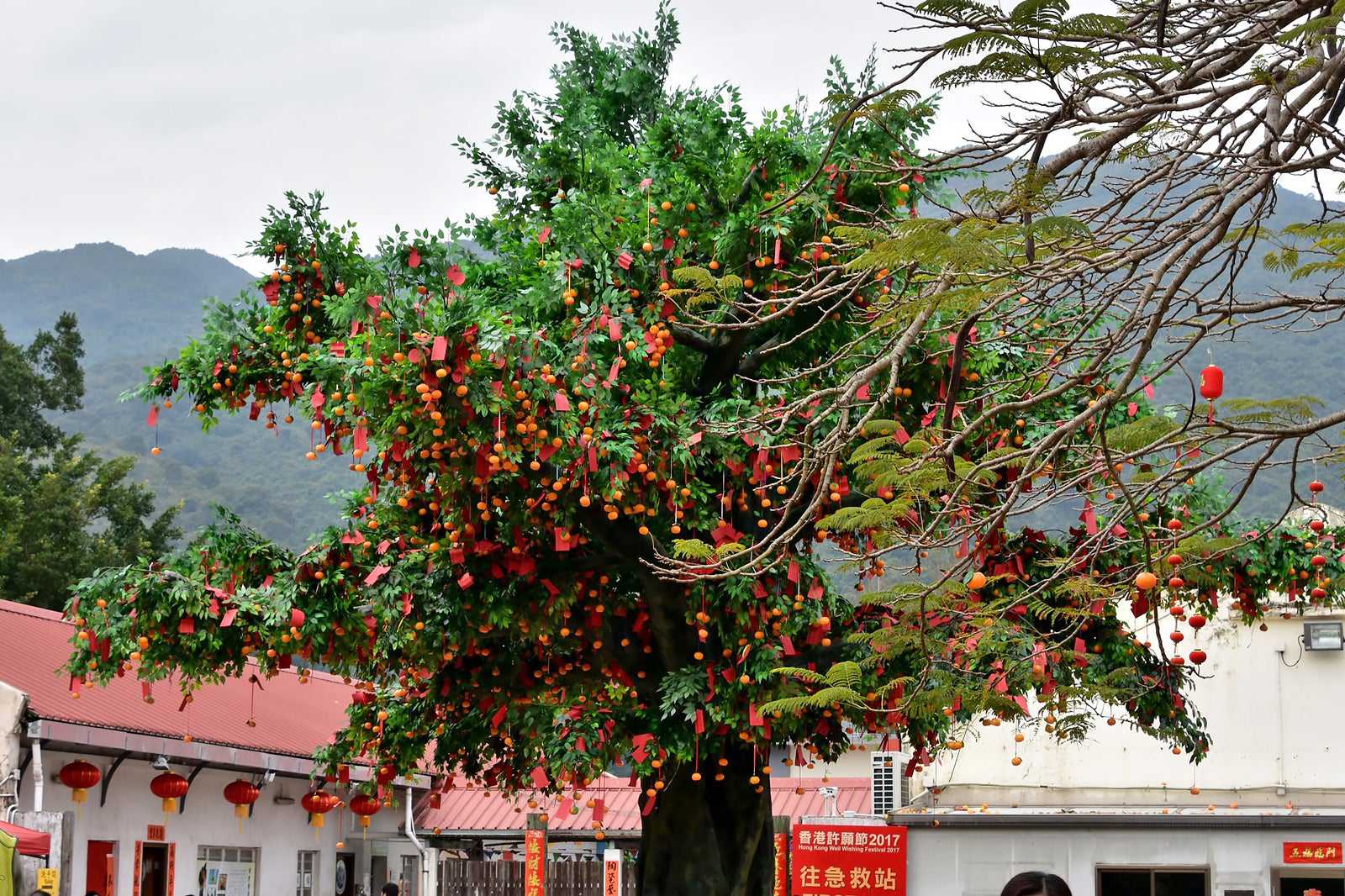 Lam Tsuen Wishing Trees