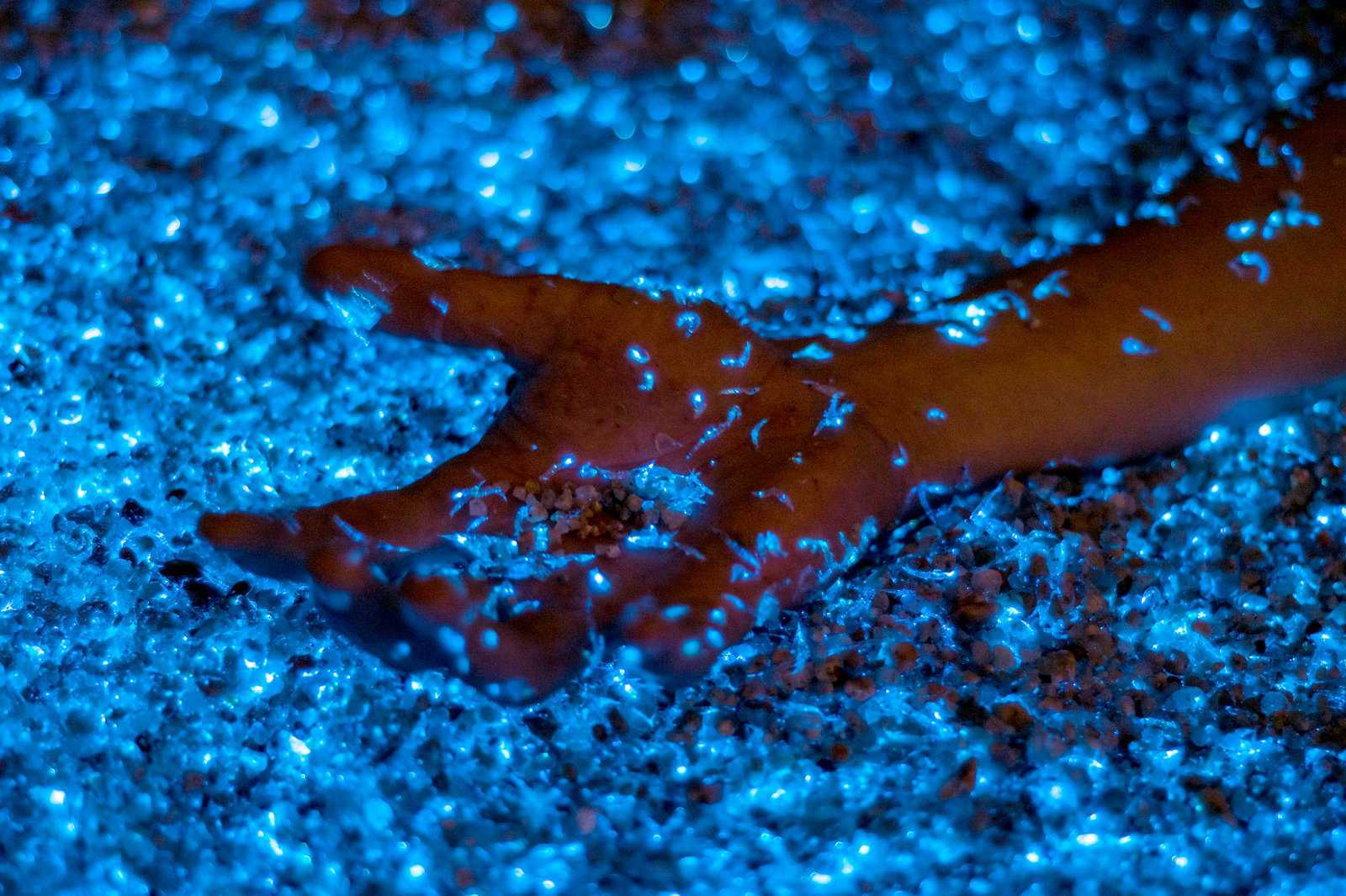 Bahía Bioluminiscente