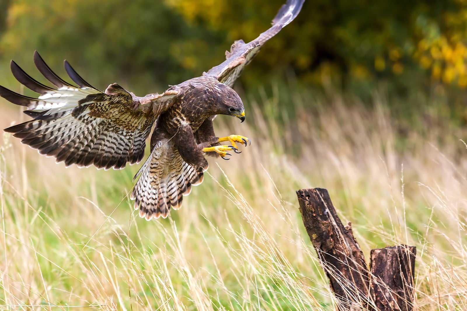 Lakeland Bird of Prey Centre