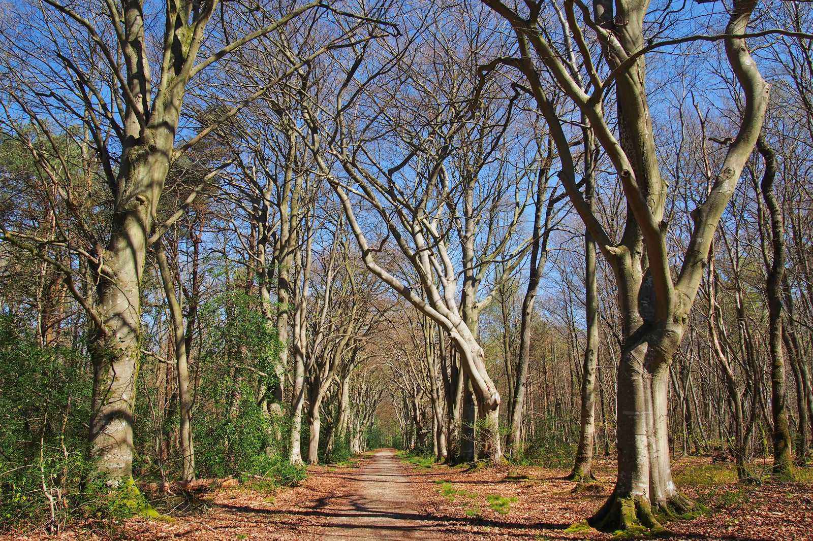 Forest of Breuil