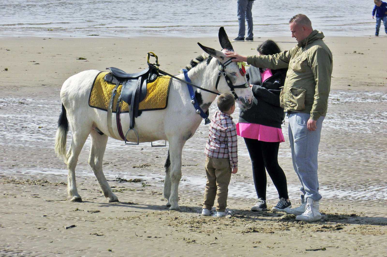 A donkey ride on Blackpool Beach