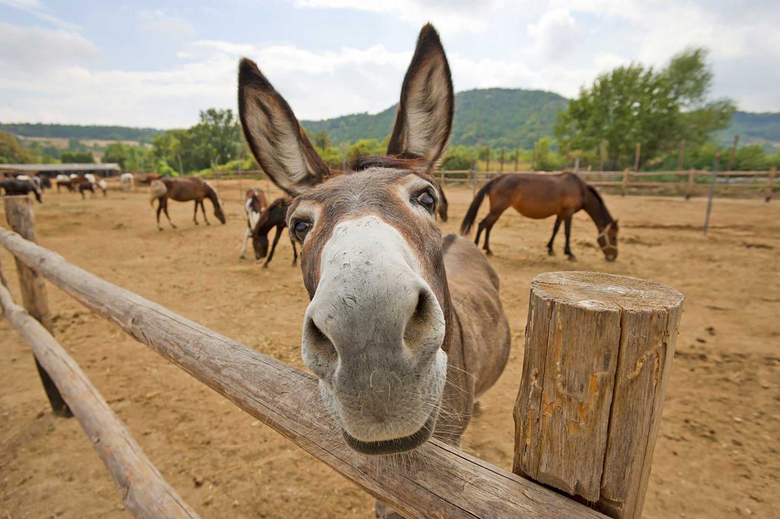 Antigua's Donkey Sanctuary Humane Society