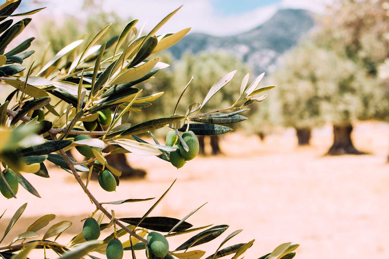 Logothetis Organic Farm