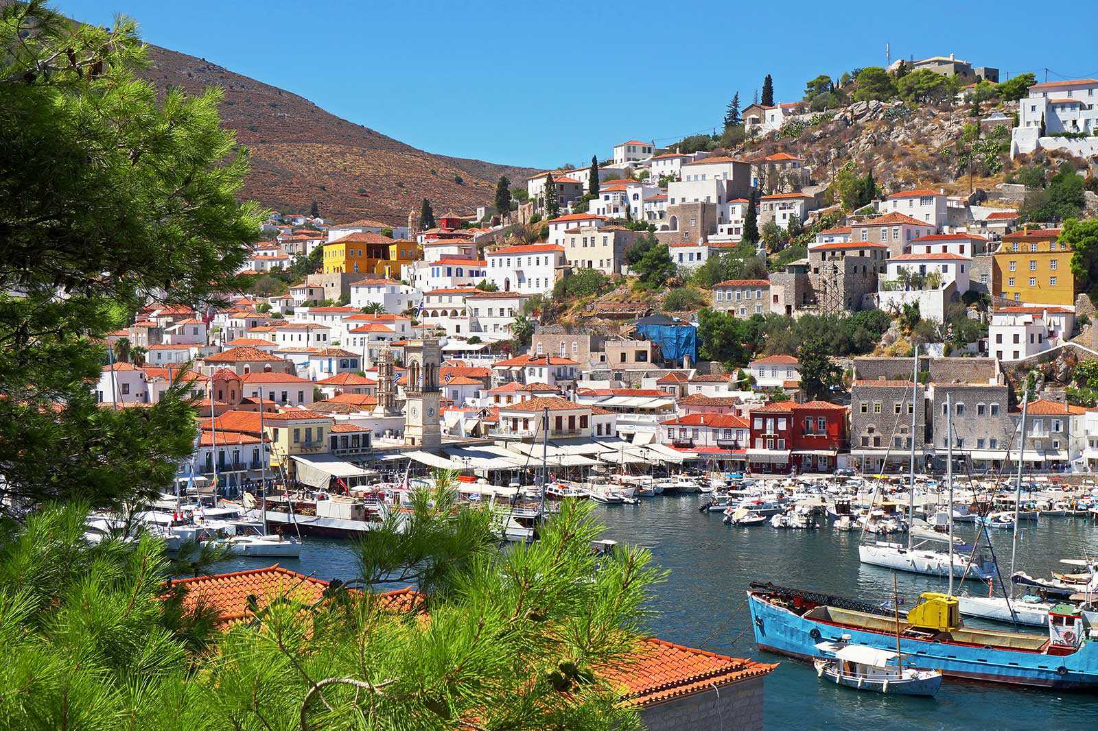Hydra