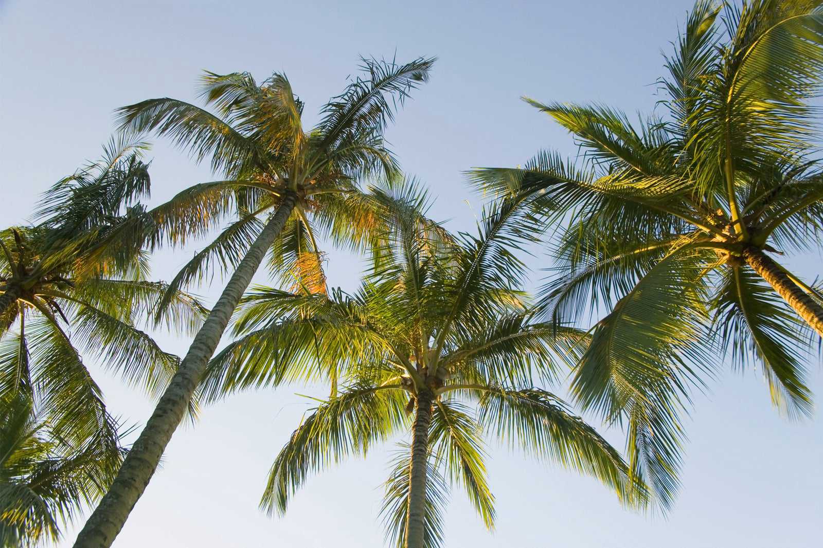 Coconut Island