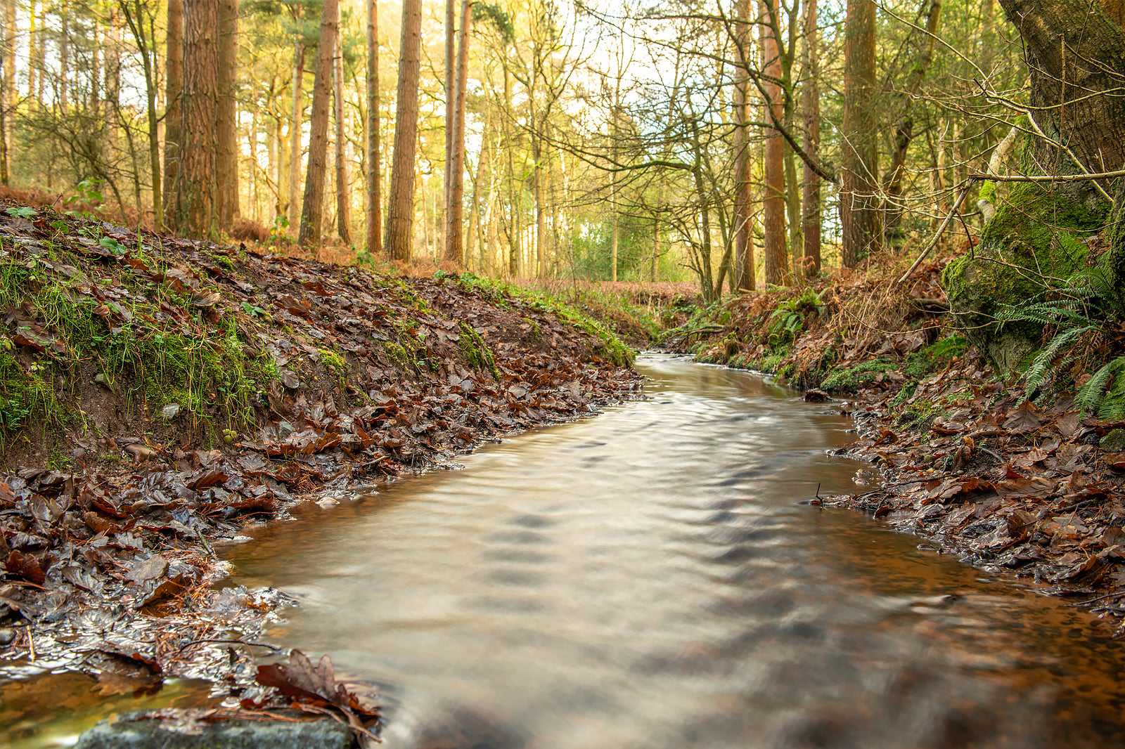 Delamere Forest