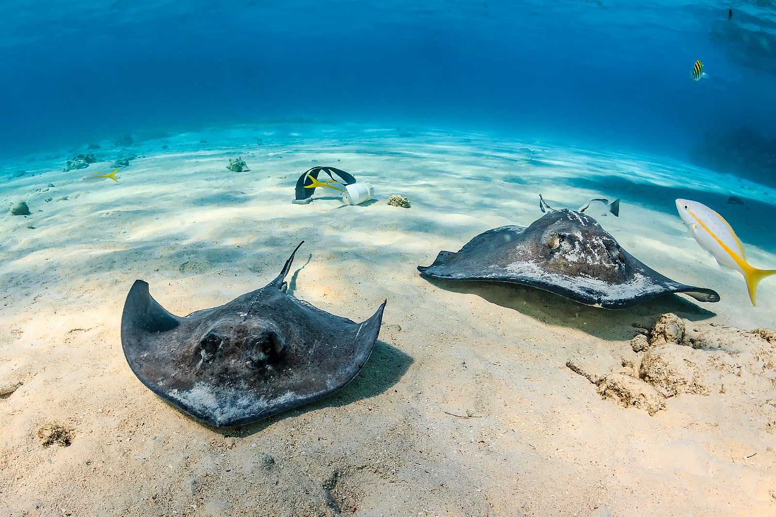 Stingray City